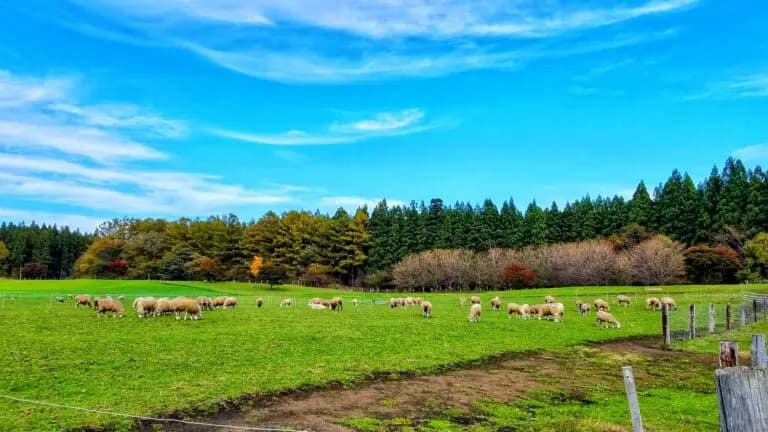ラム肉はなぜ高い?具体的な要因をもとに解説